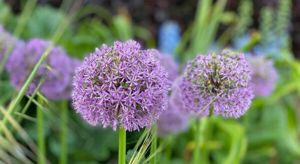 Grounds & Gardens | Beaulieu, New Forest